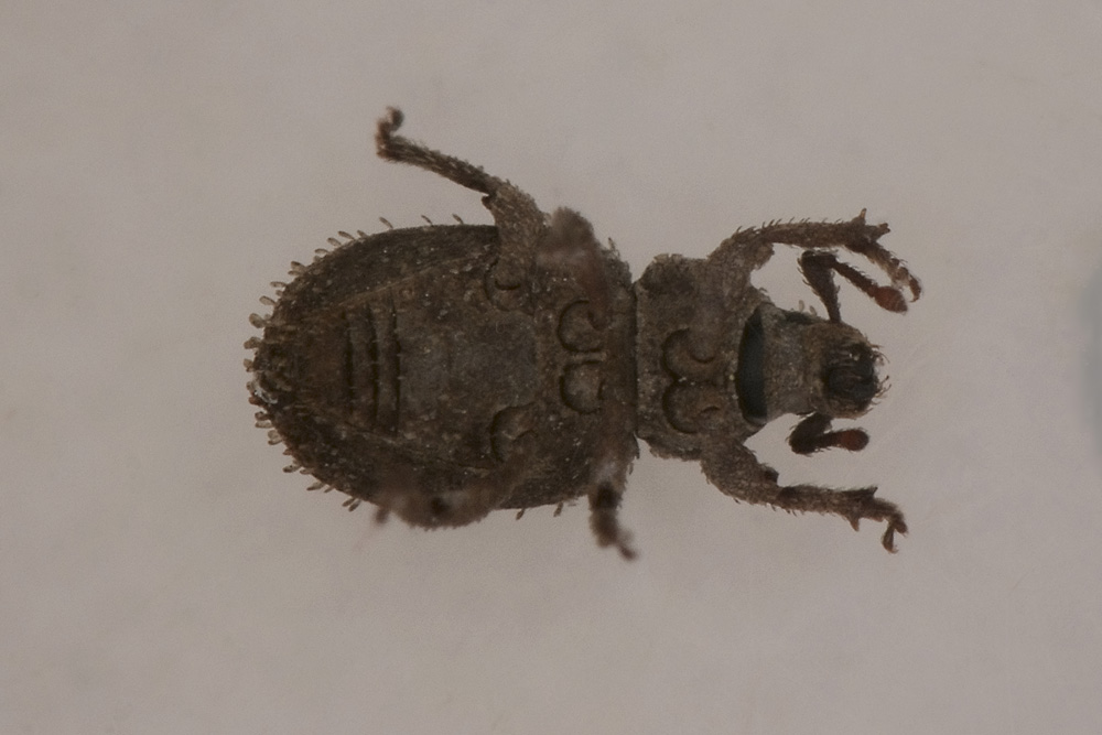 Trachyphloeus?